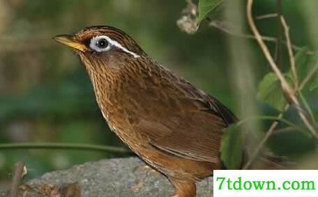 母画眉鸟叫声大全mp3免费下载